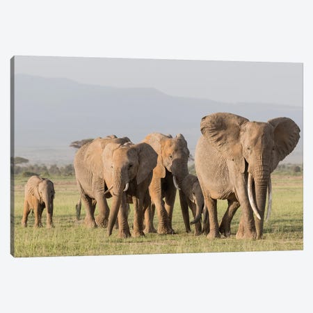 Africa, Kenya, Amboseli National Park. Elephants on the march. Canvas Print #JYG351} by Jaynes Gallery Art Print