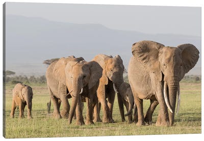 Africa, Kenya, Amboseli National Park. Elephants on the march. Canvas Art Print