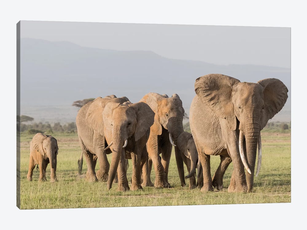 Africa, Kenya, Amboseli National Park. Elephants on the march. by Jaynes Gallery 1-piece Canvas Art