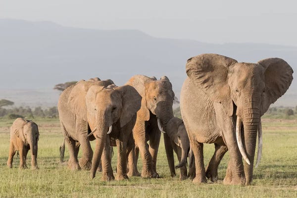 Elephants On The March II. Africa, Kenya, Amboseli National Park.