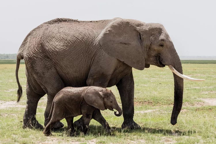 Africa, Kenya, Amboseli National Park. Mother elephant and baby walking.