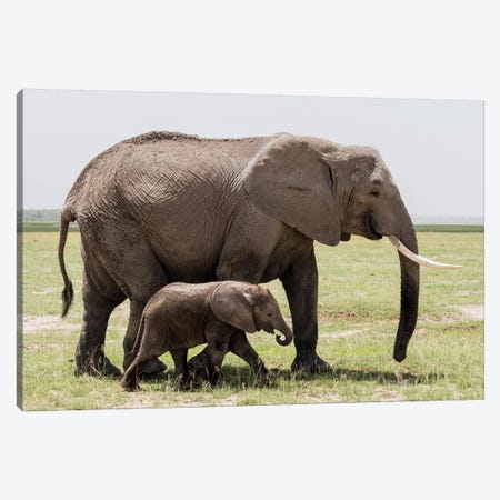 Africa, Kenya, Amboseli National Park. Mother elephant and baby walking. Canvas Print #JYG352} by Jaynes Gallery Canvas Print