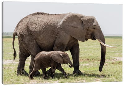 Africa, Kenya, Amboseli National Park. Mother elephant and baby walking. Canvas Art Print
