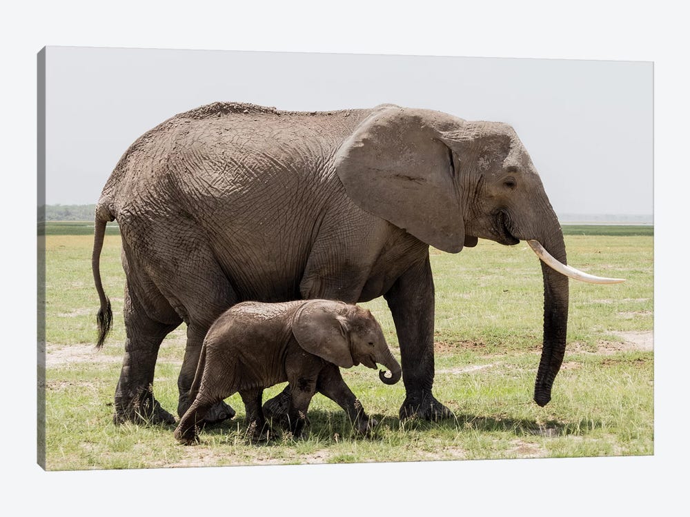 Africa, Kenya, Amboseli National Park. Mother elephant and baby walking. by Jaynes Gallery 1-piece Canvas Art Print