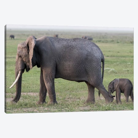 Africa, Kenya, Amboseli National Park. Mother elephant and baby walking. Canvas Print #JYG353} by Jaynes Gallery Canvas Art Print