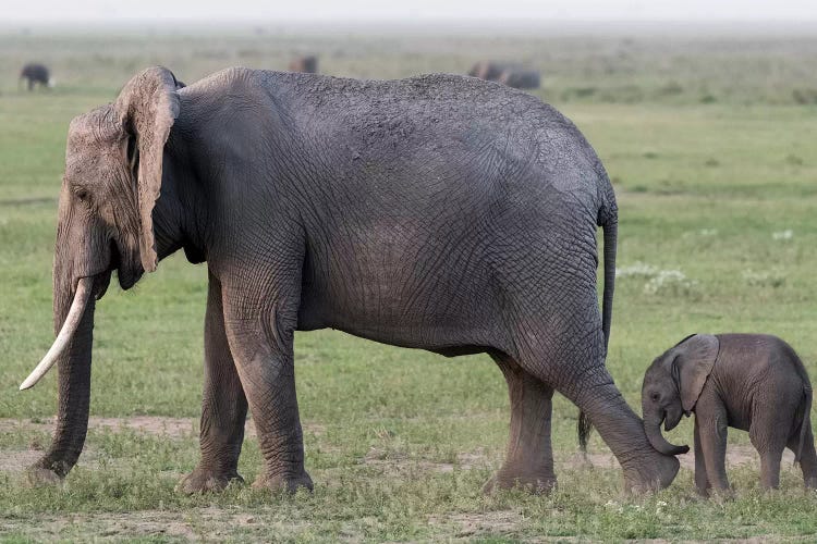 Africa, Kenya, Amboseli National Park. Mother elephant and baby walking.