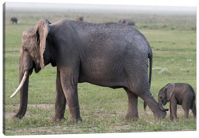 Africa, Kenya, Amboseli National Park. Mother elephant and baby walking. Canvas Art Print - Kenya