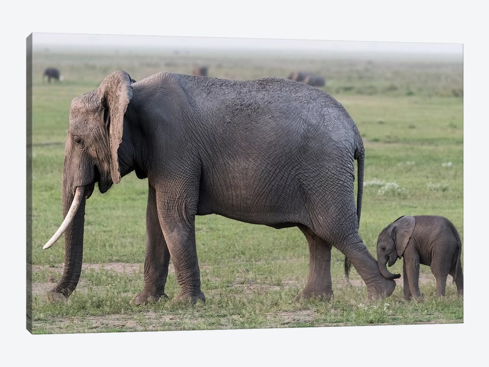 Africa, Kenya, Amboseli National Park. Mother elephant and baby walking. by Jaynes Gallery 1-piece Canvas Wall Art