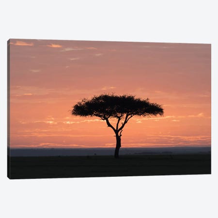 Africa, Kenya, Amboseli National Park. Sunrise backlights umbrella thorn acacia tree. Canvas Print #JYG354} by Jaynes Gallery Canvas Wall Art