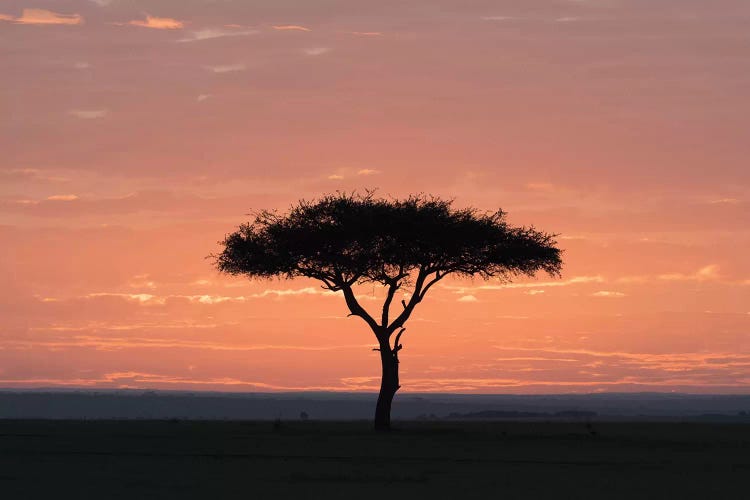 Africa, Kenya, Amboseli National Park. Sunrise backlights umbrella thorn acacia tree.