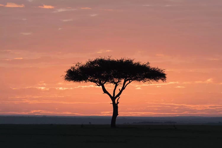Sunrise Backlights Umbrella Thorn Acacia Tree. Africa, Kenya, Amboseli National Park.
