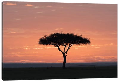 Africa, Kenya, Amboseli National Park. Sunrise backlights umbrella thorn acacia tree. Canvas Art Print - Jaynes Gallery