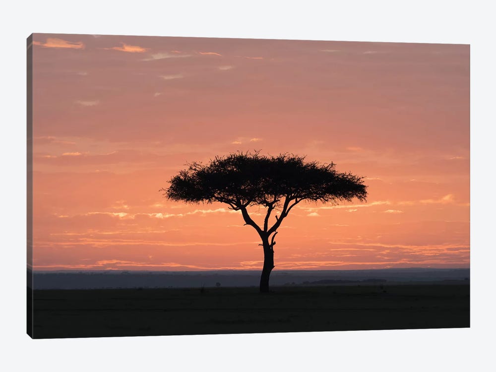 Africa, Kenya, Amboseli National Park. Sunrise backlights umbrella thorn acacia tree. by Jaynes Gallery 1-piece Canvas Print