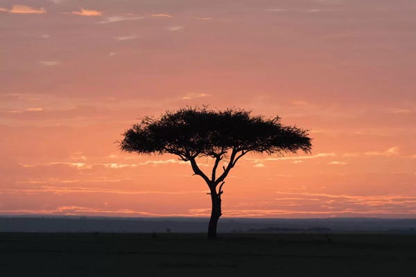 Sunrise Backlights Umbrella Thorn Acacia Tree. Africa, Kenya, Amboseli National Park.