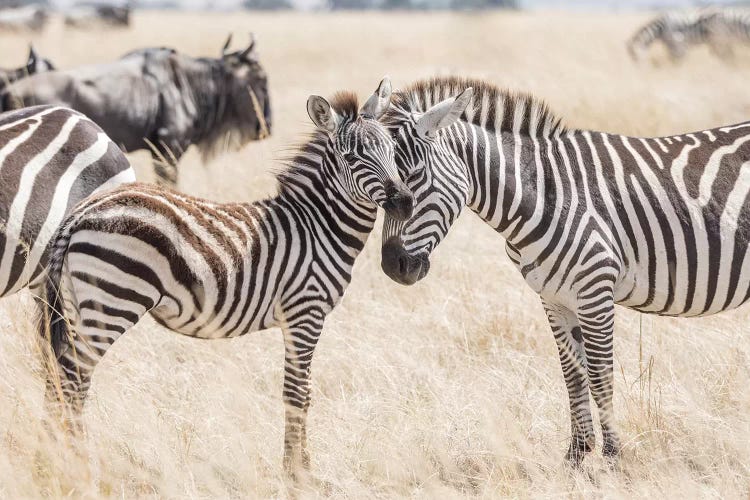 Africa, Kenya, Maasai Mara National Reserve. Adult and juvenile zebras.