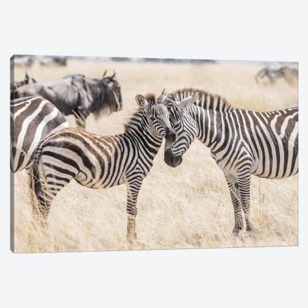 Africa, Kenya, Maasai Mara National Reserve. Adult and juvenile zebras. Canvas Print #JYG355} by Jaynes Gallery Canvas Wall Art