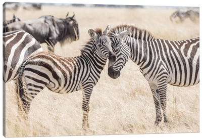 Africa, Kenya, Maasai Mara National Reserve. Adult and juvenile zebras. Canvas Art Print - Kenya