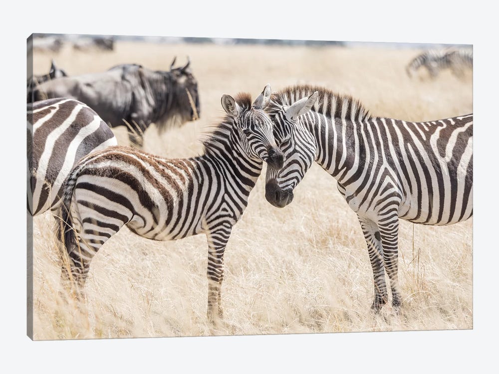 Africa, Kenya, Maasai Mara National Reserve. Adult and juvenile zebras. by Jaynes Gallery 1-piece Canvas Art