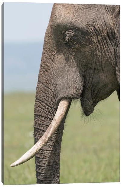 Africa, Kenya, Maasai Mara National Reserve. Close-up of elephant head. Canvas Art Print - Maasai Mara National Reserve