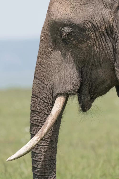 Close-Up Of Elephant Head. Africa, Kenya, Maasai Mara National Reserve.