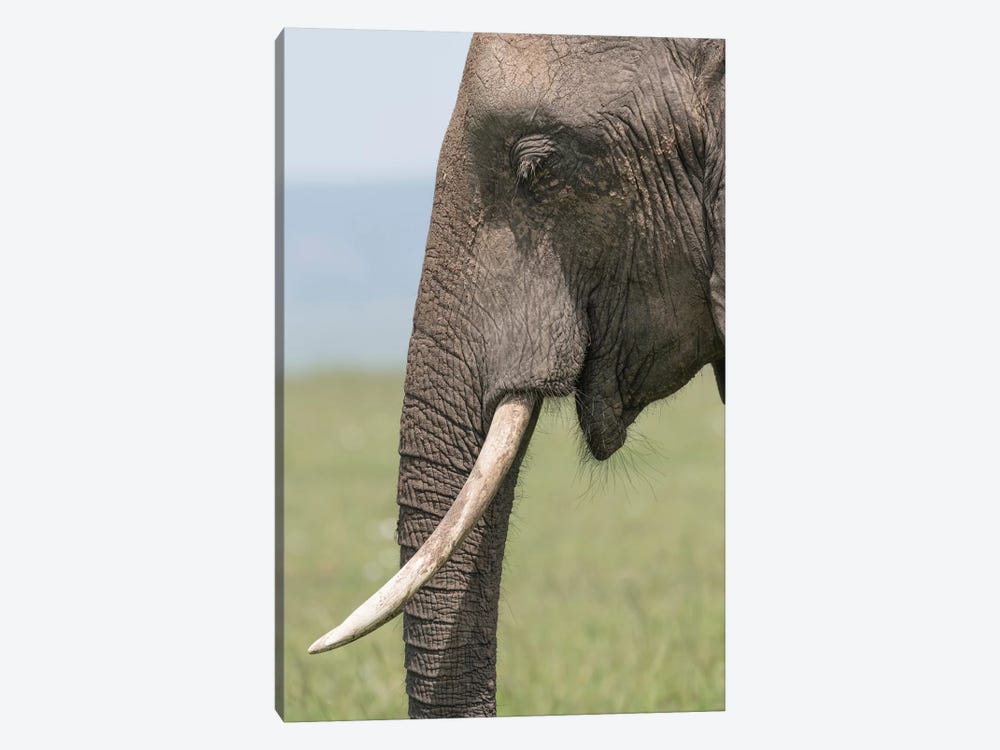 Africa, Kenya, Maasai Mara National Reserve. Close-up of elephant head. by Jaynes Gallery 1-piece Art Print