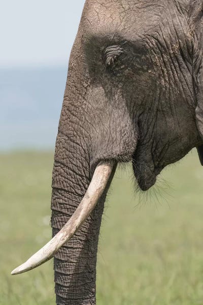 Close-Up Of Elephant Head. Africa, Kenya, Maasai Mara National Reserve.
