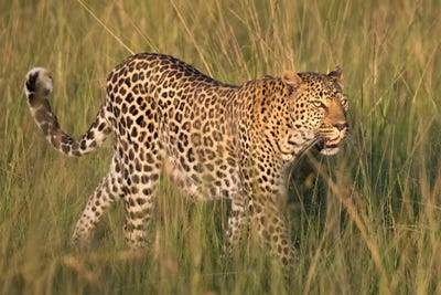 Close-Up Of Walking Leopard I. Africa, Kenya, Maasai Mara National Reserve. by Jaynes Gallery framed canvas print