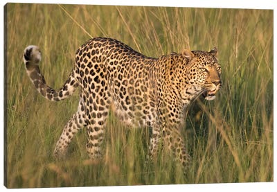 Africa, Kenya, Maasai Mara National Reserve. Close-up of walking leopard. Canvas Art Print - Kenya