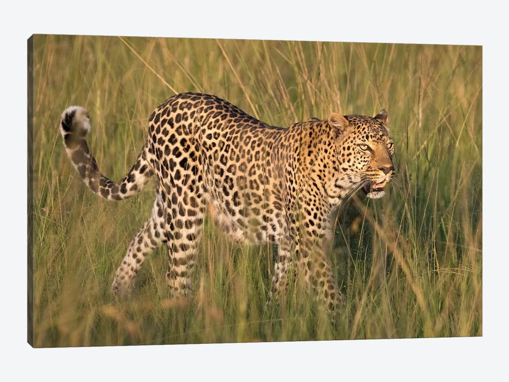 Africa, Kenya, Maasai Mara National Reserve. Close-up of walking leopard. by Jaynes Gallery 1-piece Canvas Art