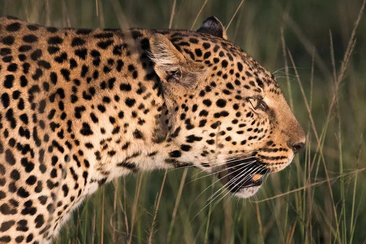 Africa, Kenya, Maasai Mara National Reserve. Close-up of walking leopard.