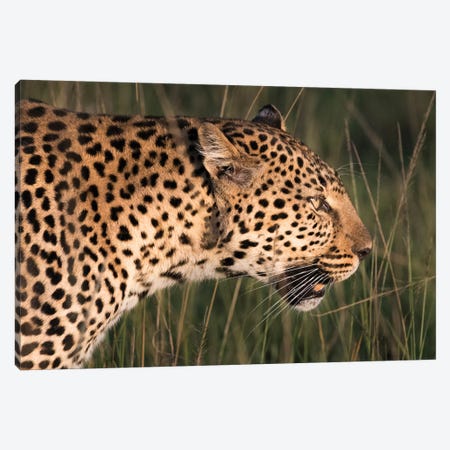 Africa, Kenya, Maasai Mara National Reserve. Close-up of walking leopard. Canvas Print #JYG358} by Jaynes Gallery Canvas Art Print