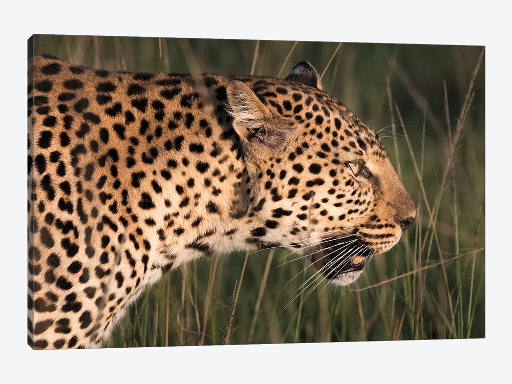 Africa, Kenya, Maasai Mara National Reserve. Close-up of walking leopard. by Jaynes Gallery 1-piece Art Print