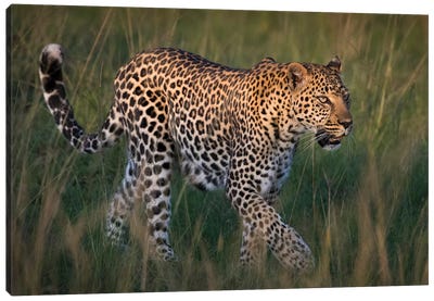 Africa, Kenya, Maasai Mara National Reserve. Close-up of walking leopard. Canvas Art Print - Maasai Mara National Reserve
