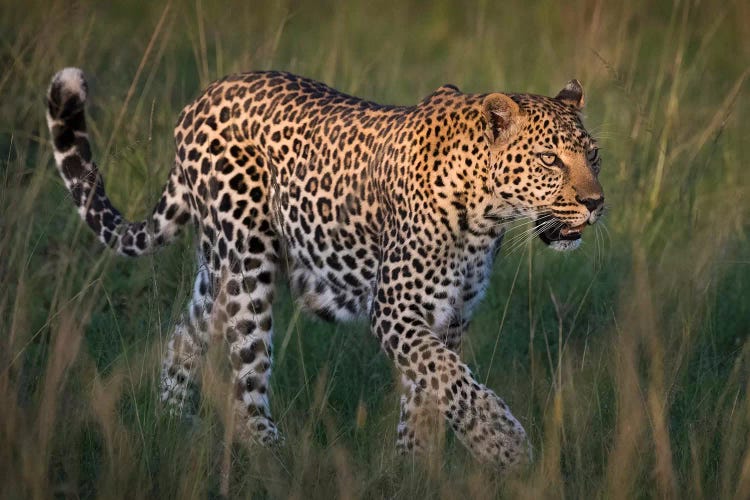 Africa, Kenya, Maasai Mara National Reserve. Close-up of walking leopard.