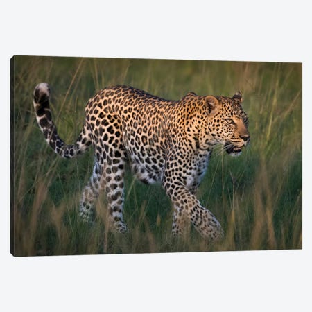 Africa, Kenya, Maasai Mara National Reserve. Close-up of walking leopard. Canvas Print #JYG359} by Jaynes Gallery Canvas Print