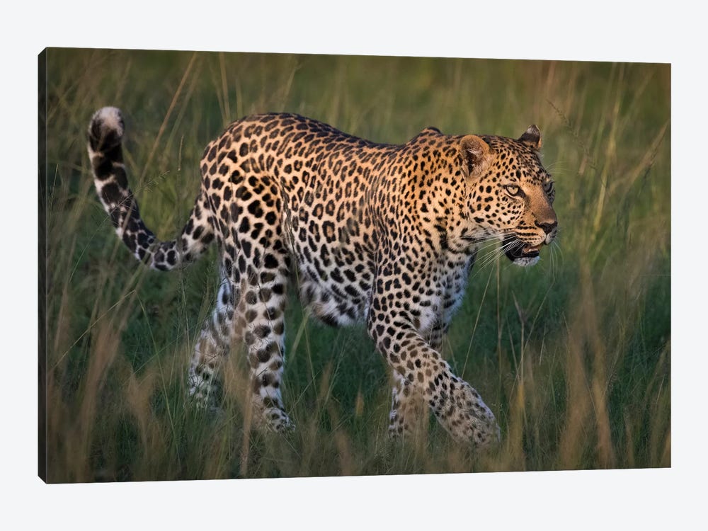 Africa, Kenya, Maasai Mara National Reserve. Close-up of walking leopard. by Jaynes Gallery 1-piece Canvas Artwork