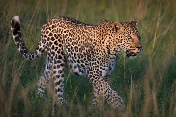 Close-Up Of Walking Leopard III. Africa, Kenya, Maasai Mara National Reserve.