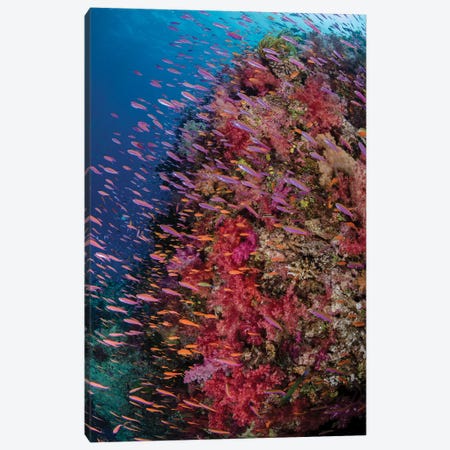 Fiji. Reef with coral and Anthias IV Canvas Print #JYG35} by Jaynes Gallery Canvas Wall Art