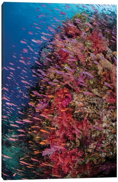 Fiji. Reef with coral and Anthias IV Canvas Art Print - Fiji