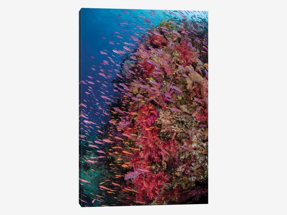 Fiji. Reef with coral and Anthias IV by Jaynes Gallery 1-piece Art Print