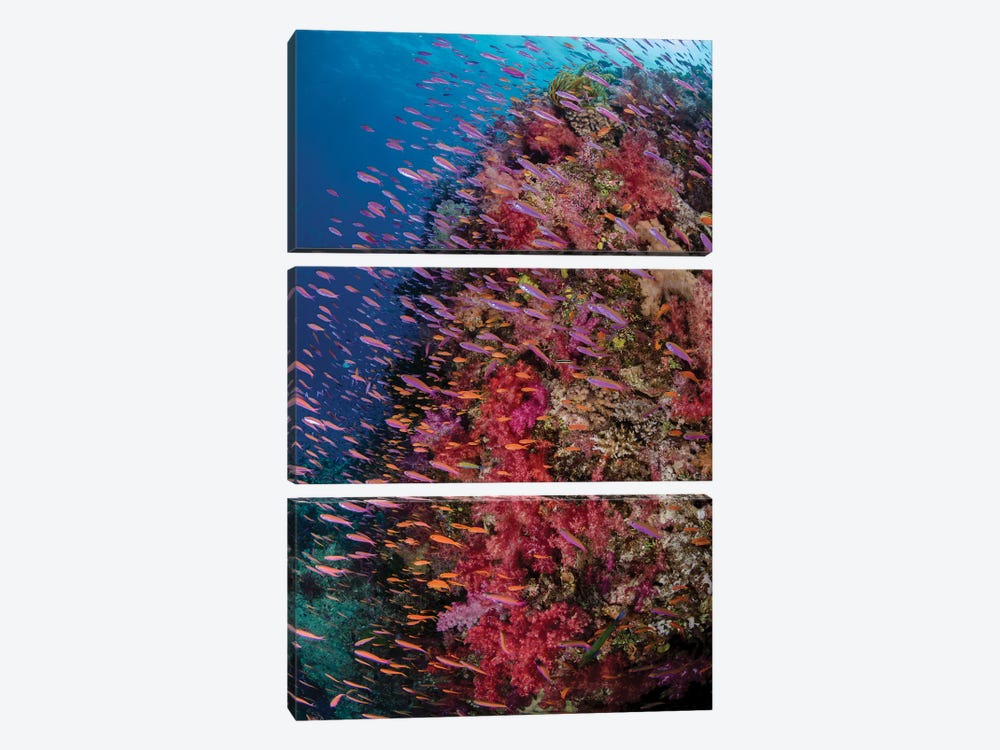 Fiji. Reef with coral and Anthias IV by Jaynes Gallery 3-piece Canvas Art Print