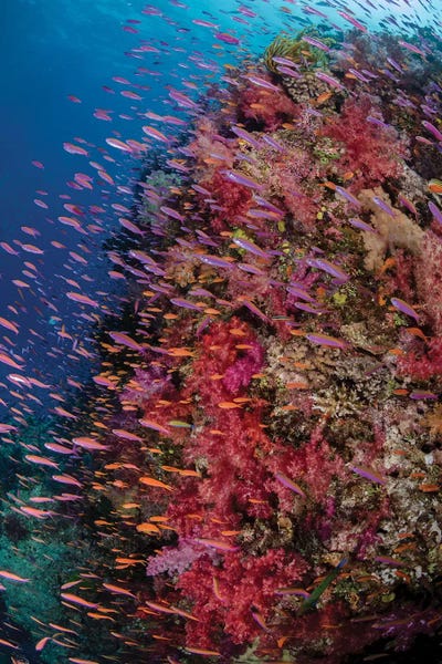 Coral: Fiji. Reef with coral and Anthias IV by Jaynes Gallery