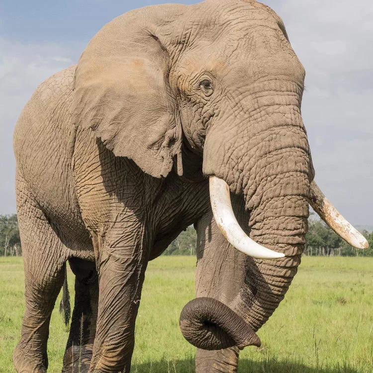 Africa, Kenya, Maasai Mara National Reserve. Elephant close-up.