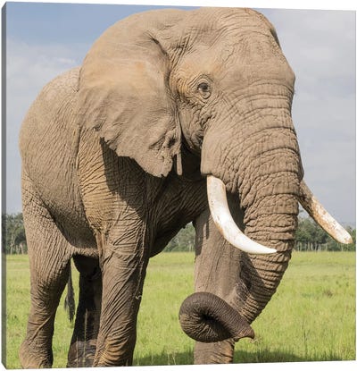 Africa, Kenya, Maasai Mara National Reserve. Elephant close-up. Canvas Art Print - Kenya