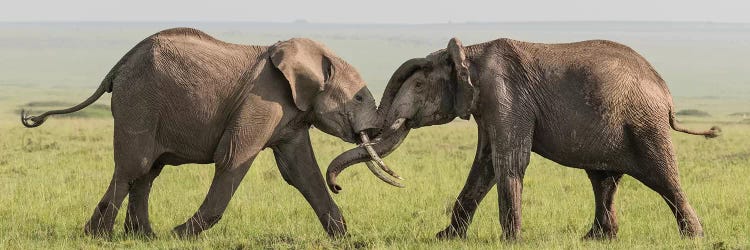 Africa, Kenya, Maasai Mara National Reserve. Elephants greeting.