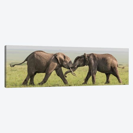 Africa, Kenya, Maasai Mara National Reserve. Elephants greeting. Canvas Print #JYG361} by Jaynes Gallery Canvas Art
