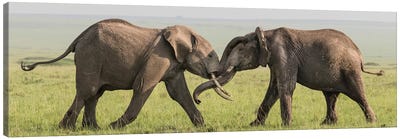 Africa, Kenya, Maasai Mara National Reserve. Elephants greeting. Canvas Art Print - Kenya
