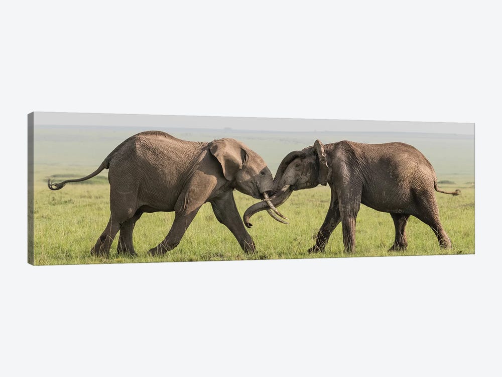 Africa, Kenya, Maasai Mara National Reserve. Elephants greeting. by Jaynes Gallery 1-piece Art Print