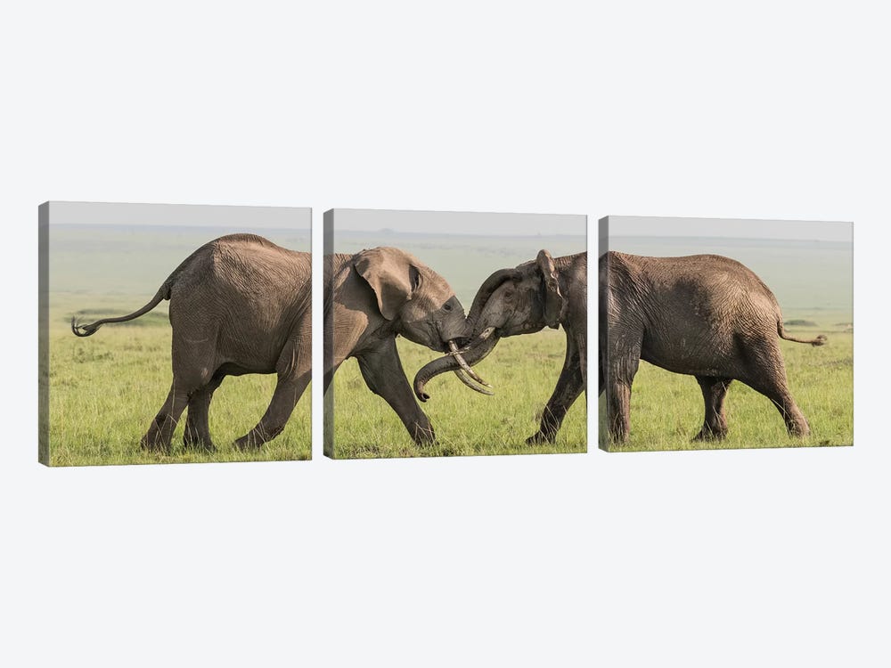 Africa, Kenya, Maasai Mara National Reserve. Elephants greeting. by Jaynes Gallery 3-piece Art Print