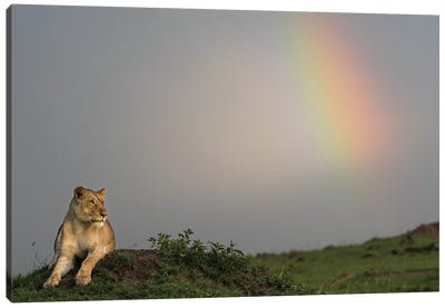 Africa, Kenya, Maasai Mara National Reserve. Female lion and rainbow. Canvas Art Print - Maasai Mara National Reserve